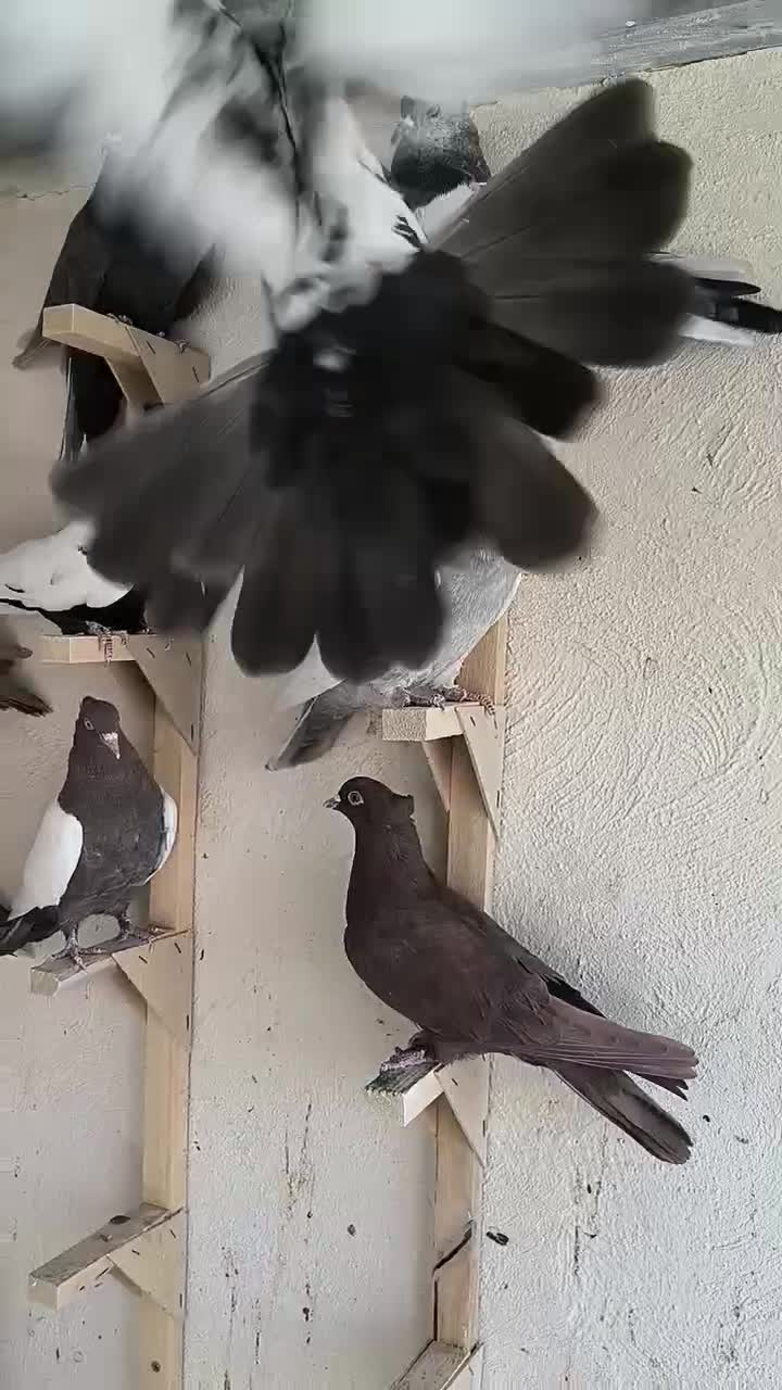 تعدادی ماده درجه یک|پرنده|مرودشت, فیروزی|دیوار