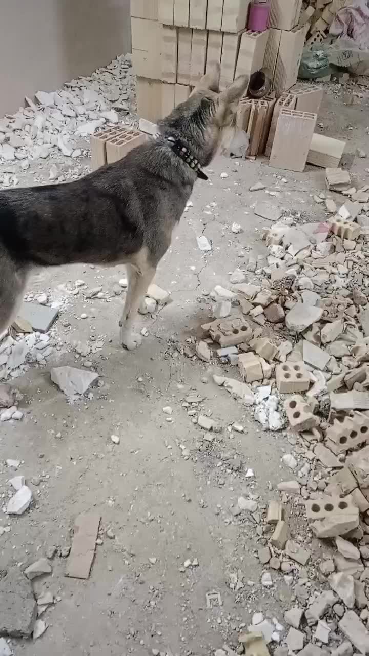 سگ هاسکی معاوضه با کفةر بوم شهرستانی|سگ|مشهد, رباط طرق|دیوار