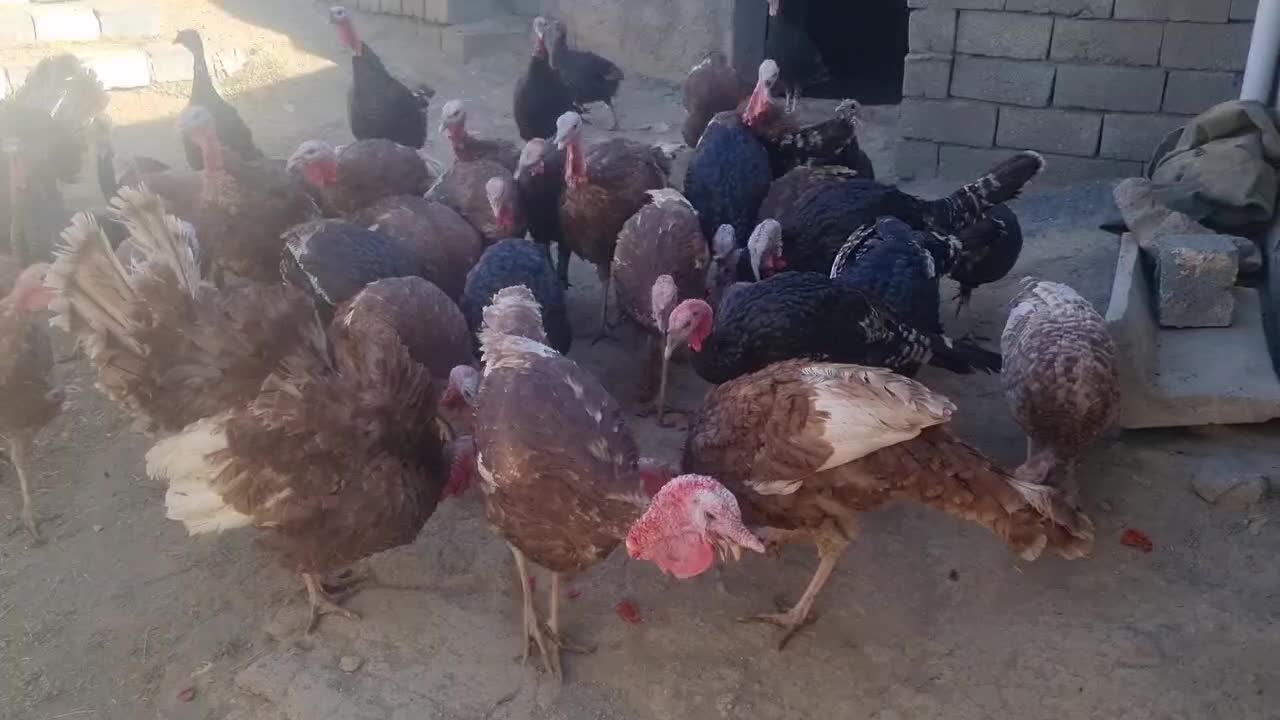 فروش بوقلمون|حیوانات مزرعه|سقز, |دیوار