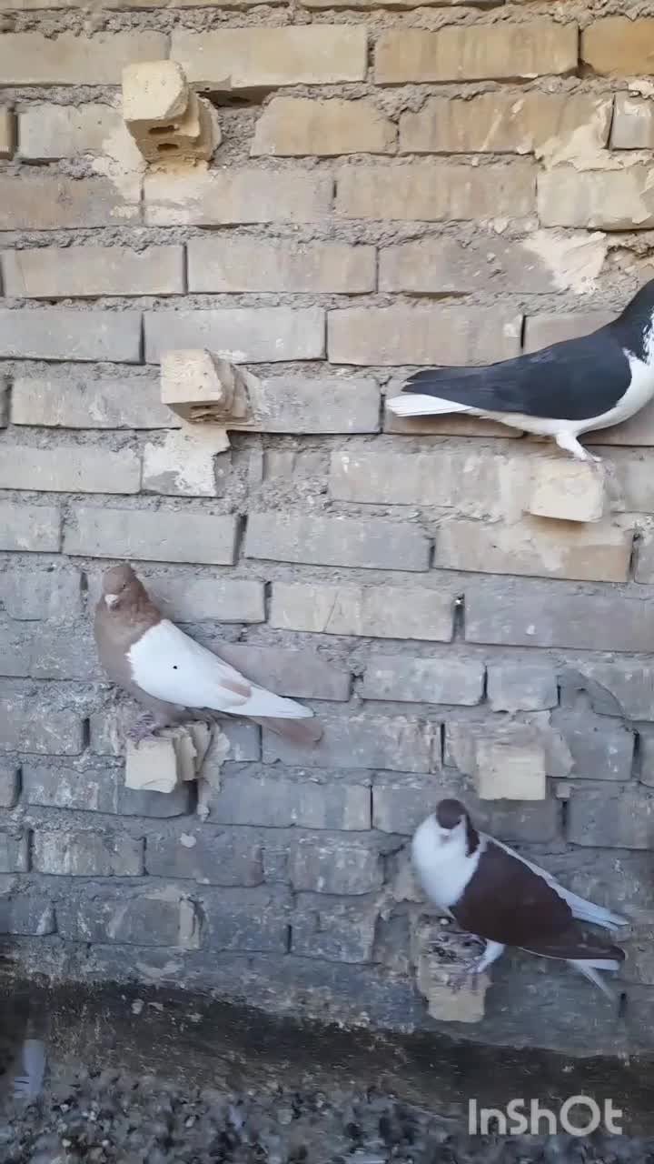 کفتر رنگی نقش دوری|پرنده|اهواز, اسلام آباد غربی|دیوار