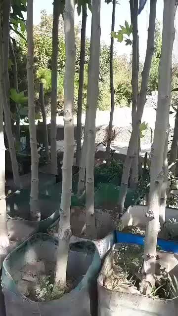 درخت چنار|گل و گیاه طبیعی|احمدآبادمستوفی, |دیوار