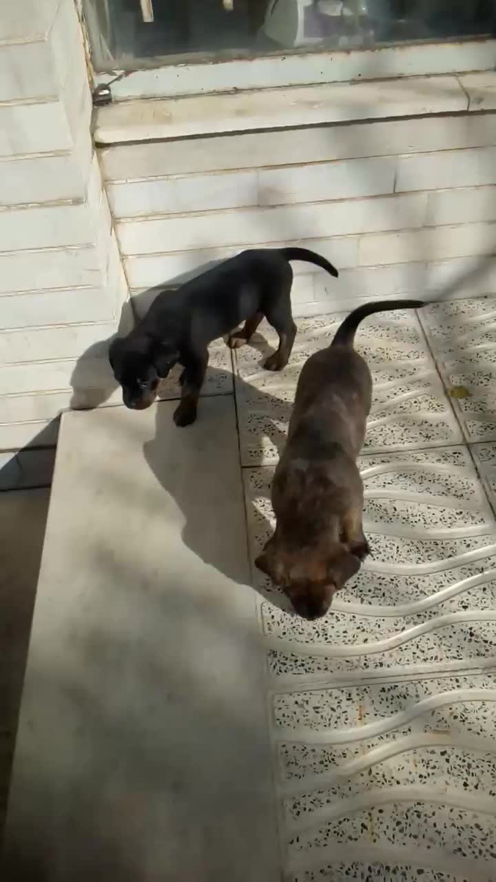 توله سگ کن کورسو روتوایلر|سگ|کرمانشاه, |دیوار