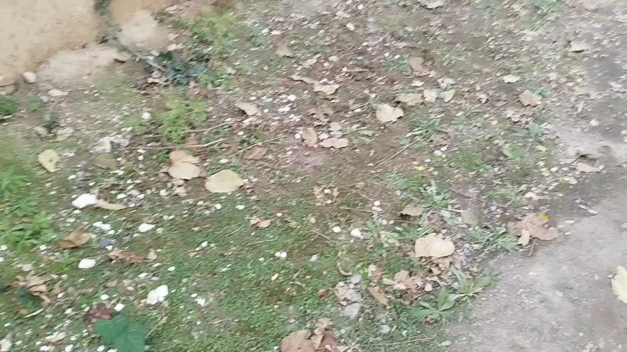 دمبل شش ضلعی*Cat Fit* با ارسال رایگان|تجهیزات ورزشی|گرگان, |دیوار