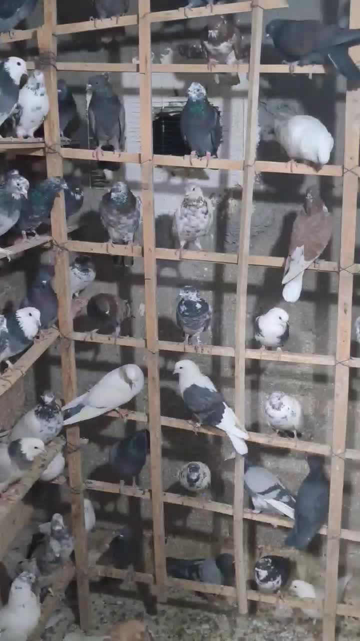 کفتریا کبوتر نامبروان|پرنده|پاکدشت, پاکدشت (مامازند)|دیوار