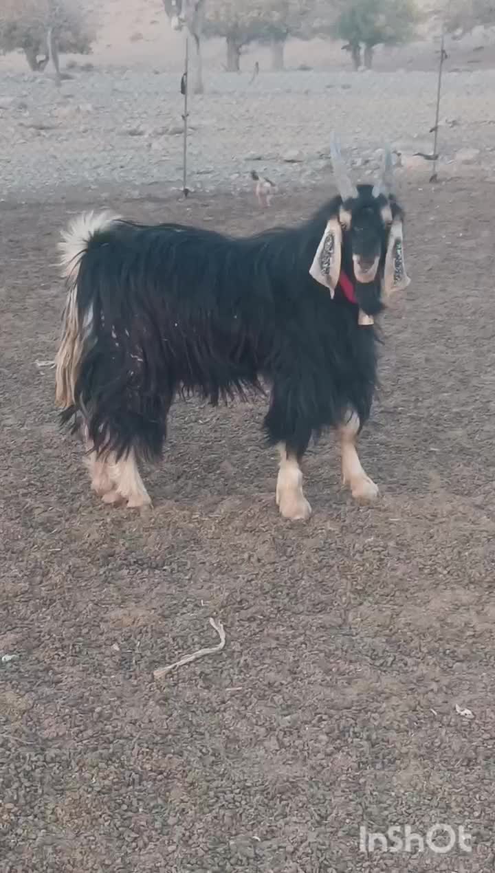 یک راس دبر ترکی اصل روزگاری. همه چی تموم.|حیوانات مزرعه|شیراز, ابیوردی|دیوار