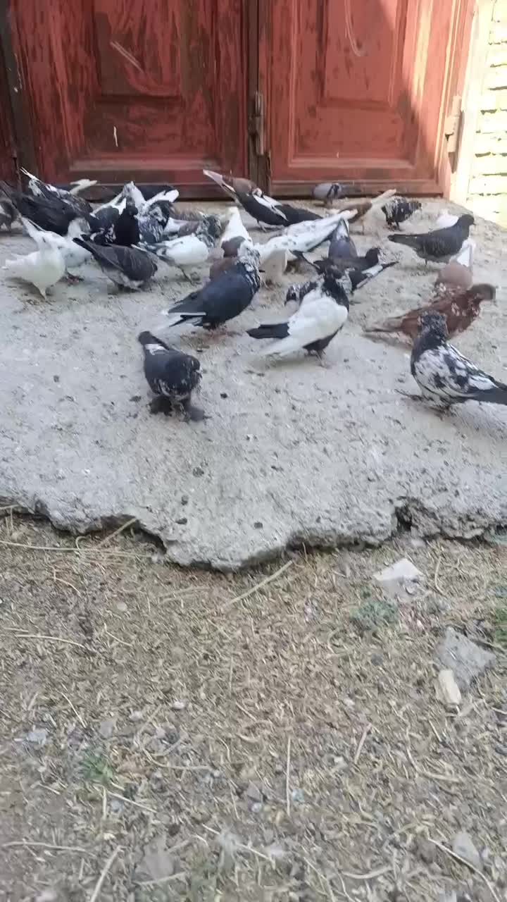 20جفت کبوتر تهرانی بگرد درجه یک با چند عدد دمی و|پرنده|الشتر, |دیوار