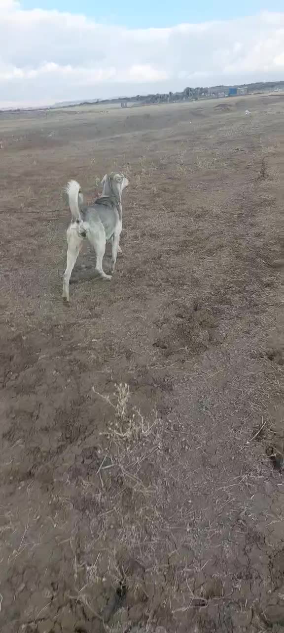 ماده پژدر واگذار میشود|سگ|بازرگان, |دیوار