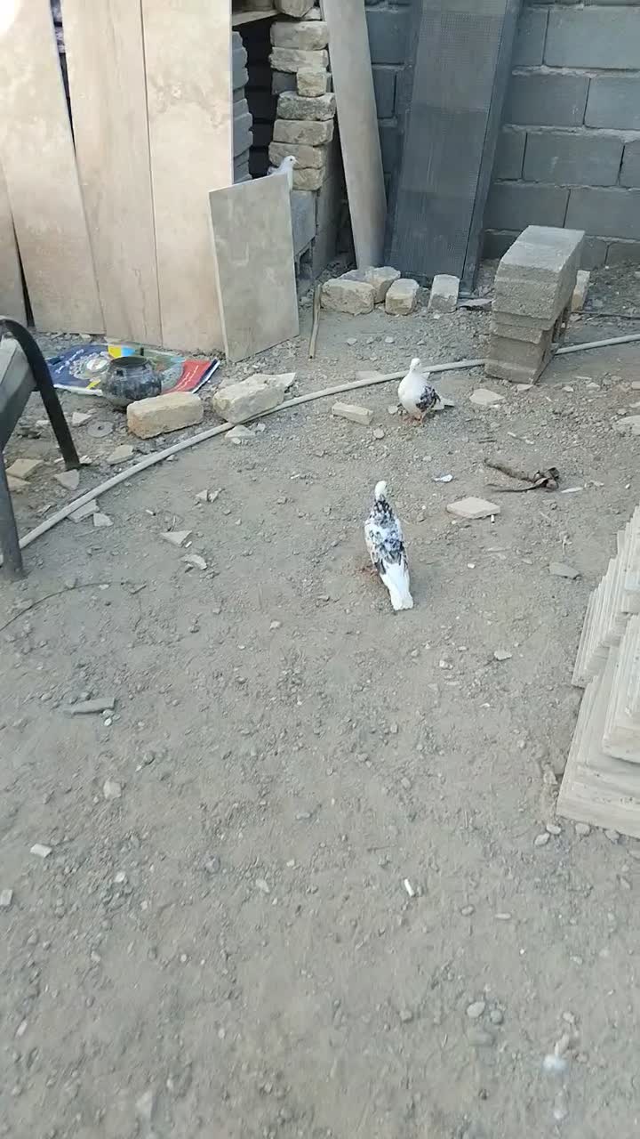 حراج|حراج|ساوه, |دیوار