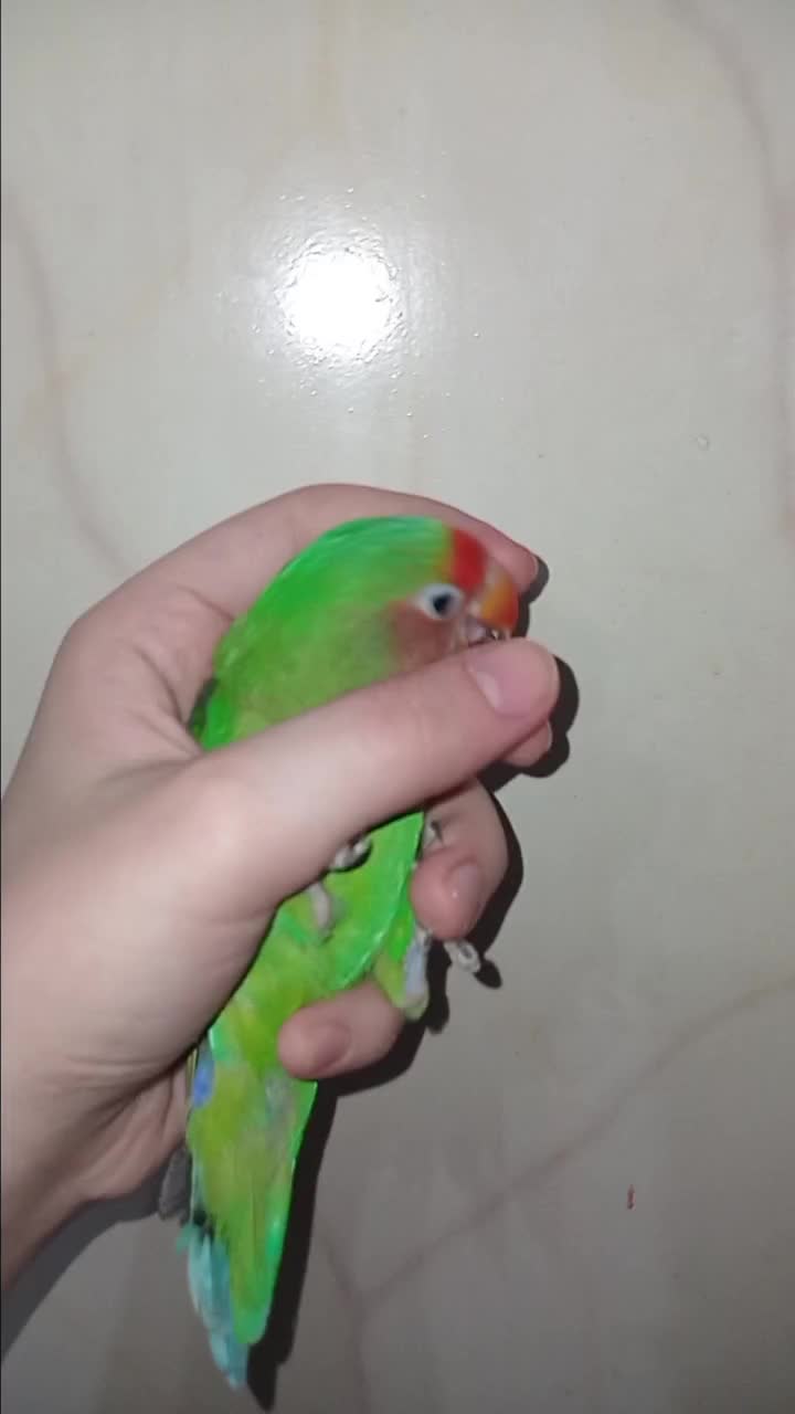 کوتوله برزیلی|پرنده|قم, ولیعصر|دیوار