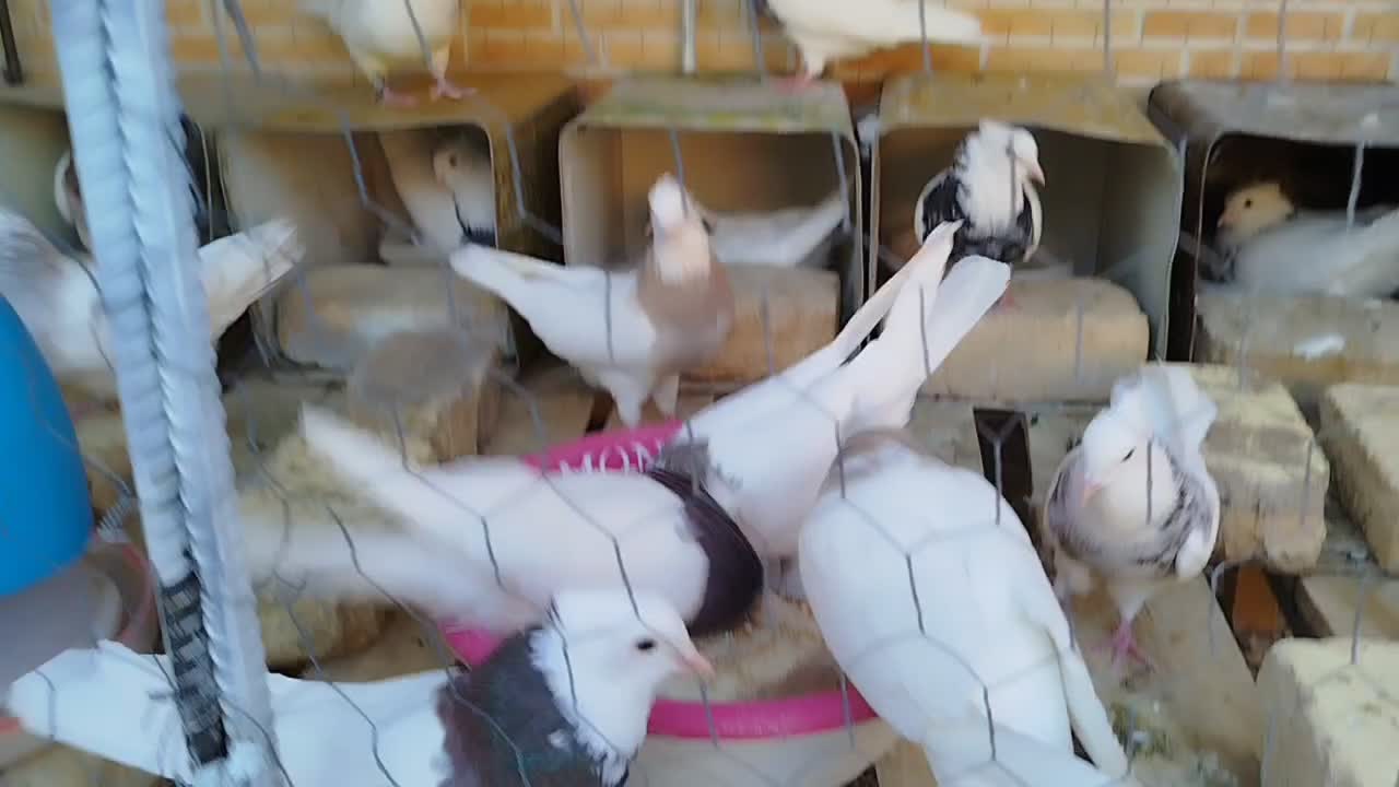 طوقی الماسی|پرنده|مبارکه, |دیوار