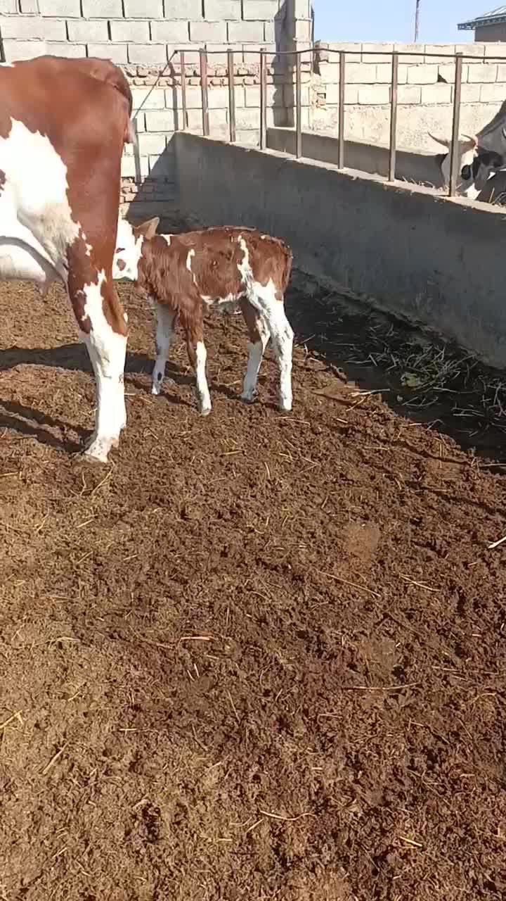 گاو گوساله دار شکم دوم 15کیلوشیر دارد گوساله نر|حیوانات مزرعه|گنبد کاووس, |دیوار
