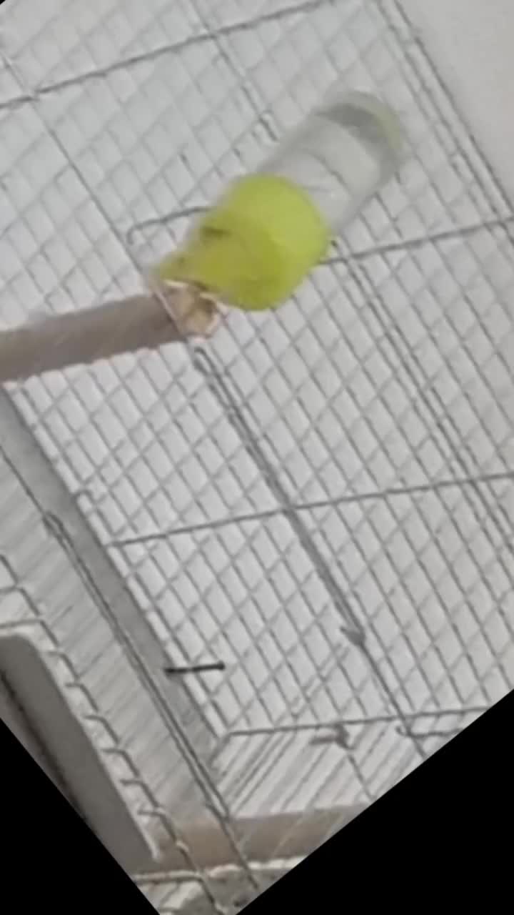 عروس هلندی مولد|پرنده|میاندوآب, |دیوار