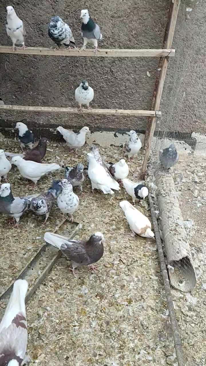 فروش کبوتر پرشی|پرنده|زرندیه, |دیوار