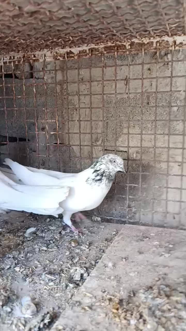 چند جفت کبوتر فروشی|پرنده|هندیجان, |دیوار