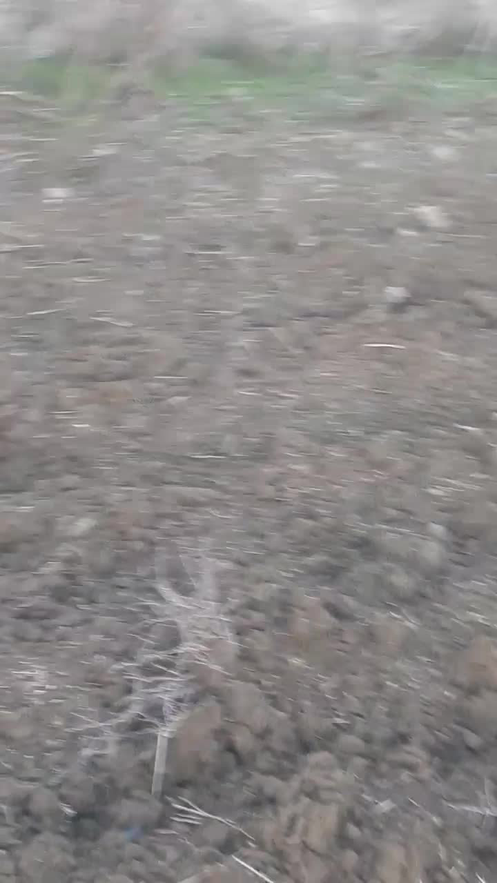 غازلیندا|حیوانات مزرعه|بیله سوار, |دیوار