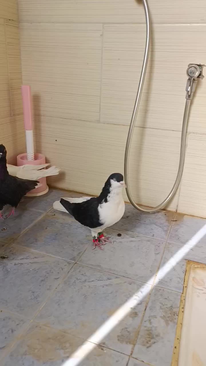 کفتر|پرنده|مرودشت, رامجرد یک|دیوار