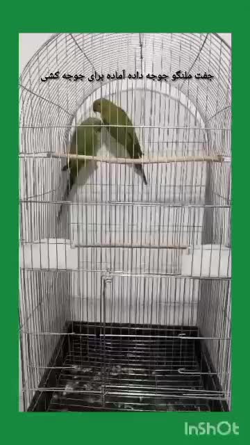 جفت ملنگو جوجه داده آماده برای جوجه کشی|پرنده|زاهدان, |دیوار