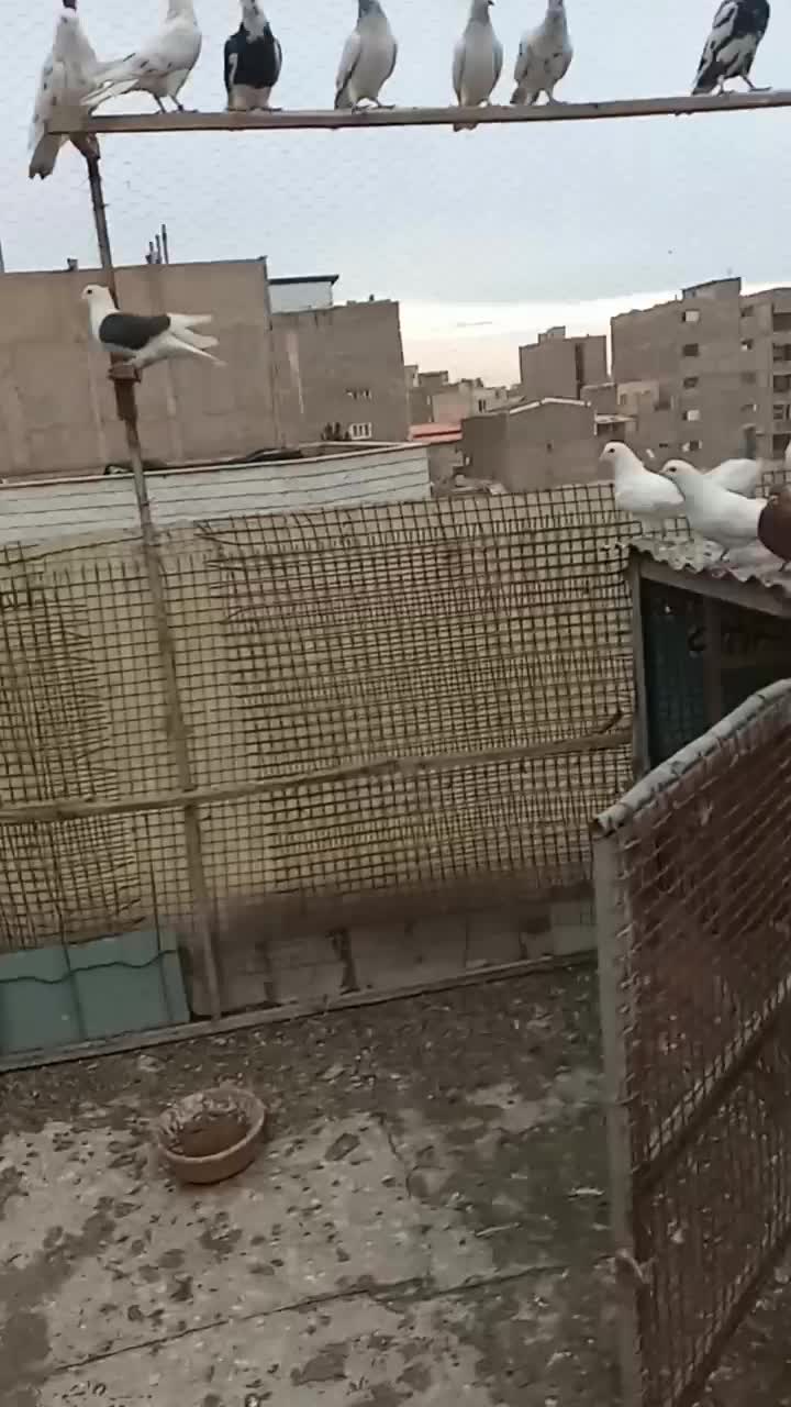 کفتر پرشی غریب گیری|پرنده|محمدشهر, ولدآباد|دیوار