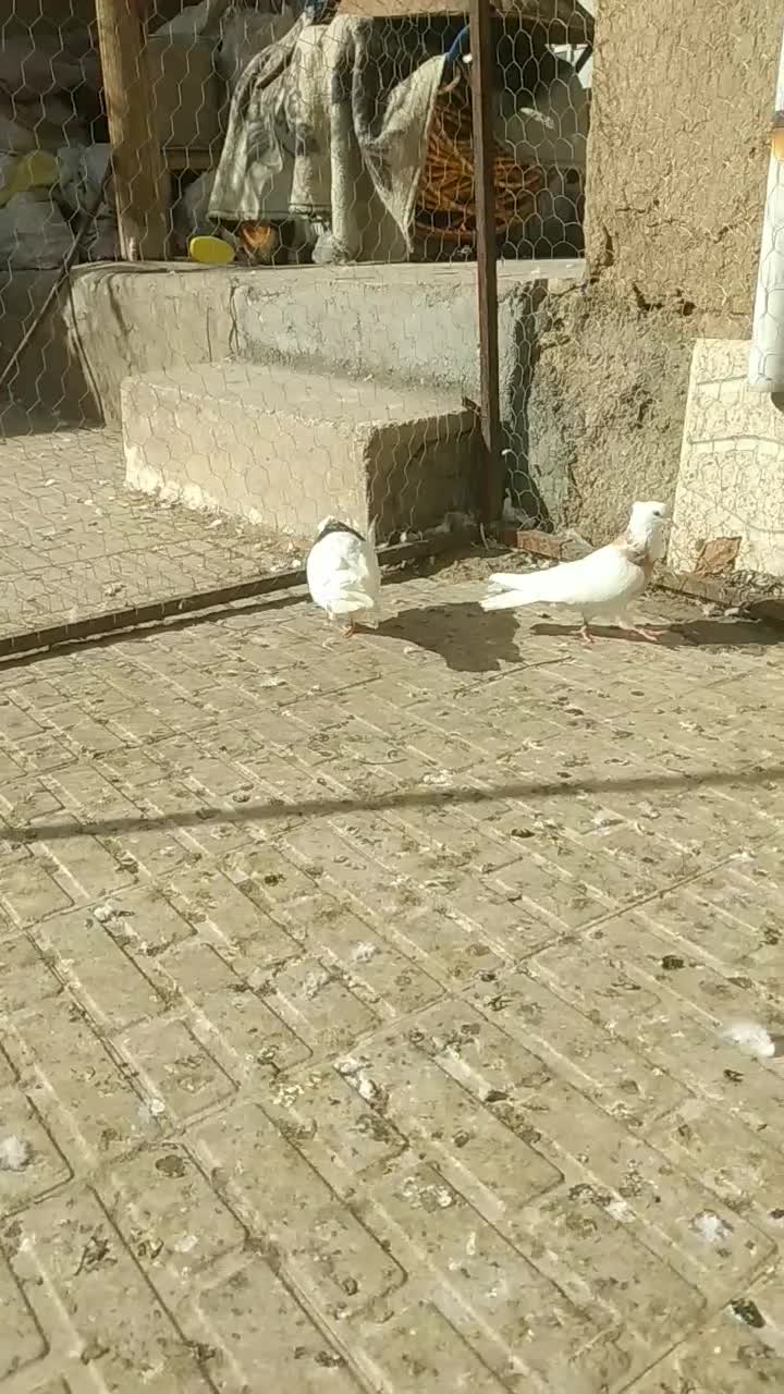 طوقی|پرنده|تویسرکان, |دیوار