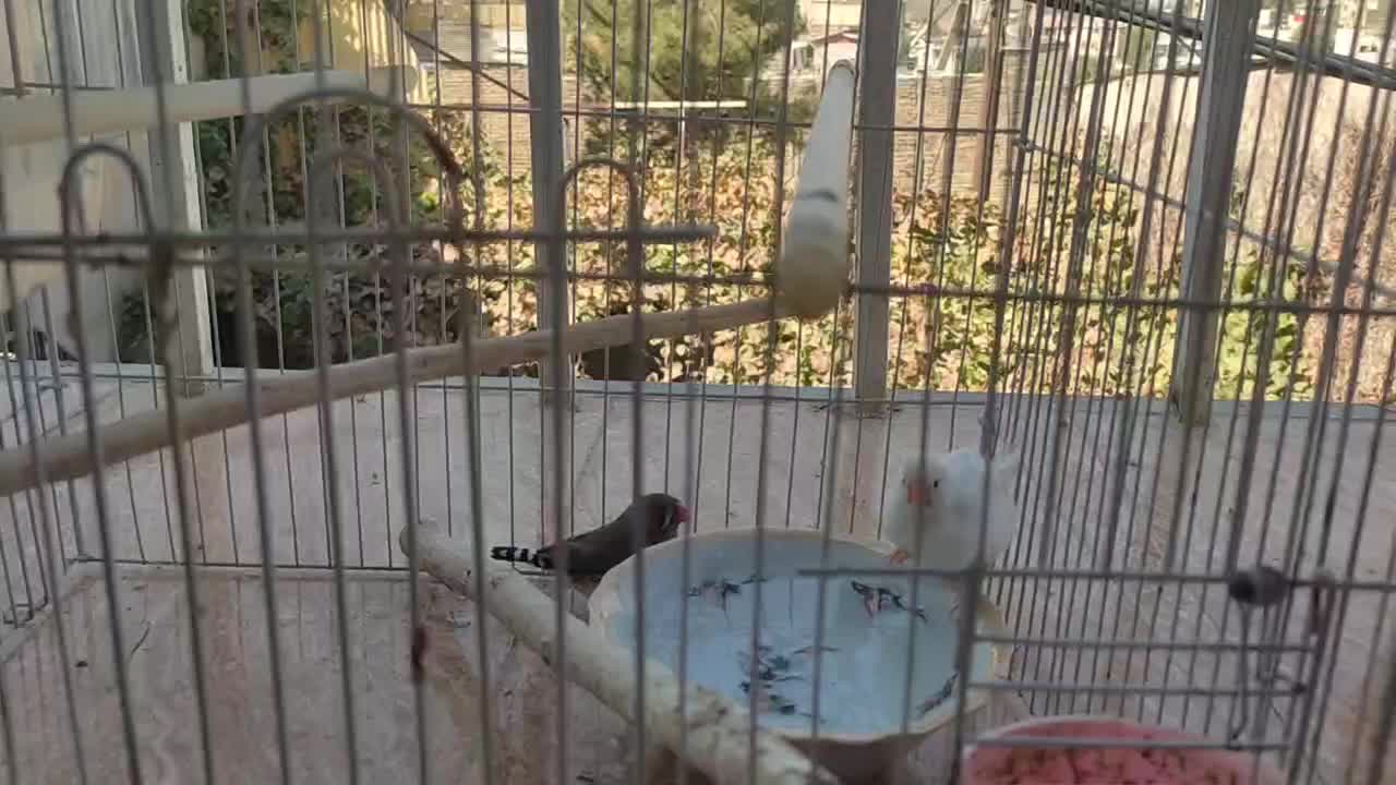 یک جفت فنچ راه راه یا فنچ زبرا Zebra Finch|پرنده|بومهن, |دیوار