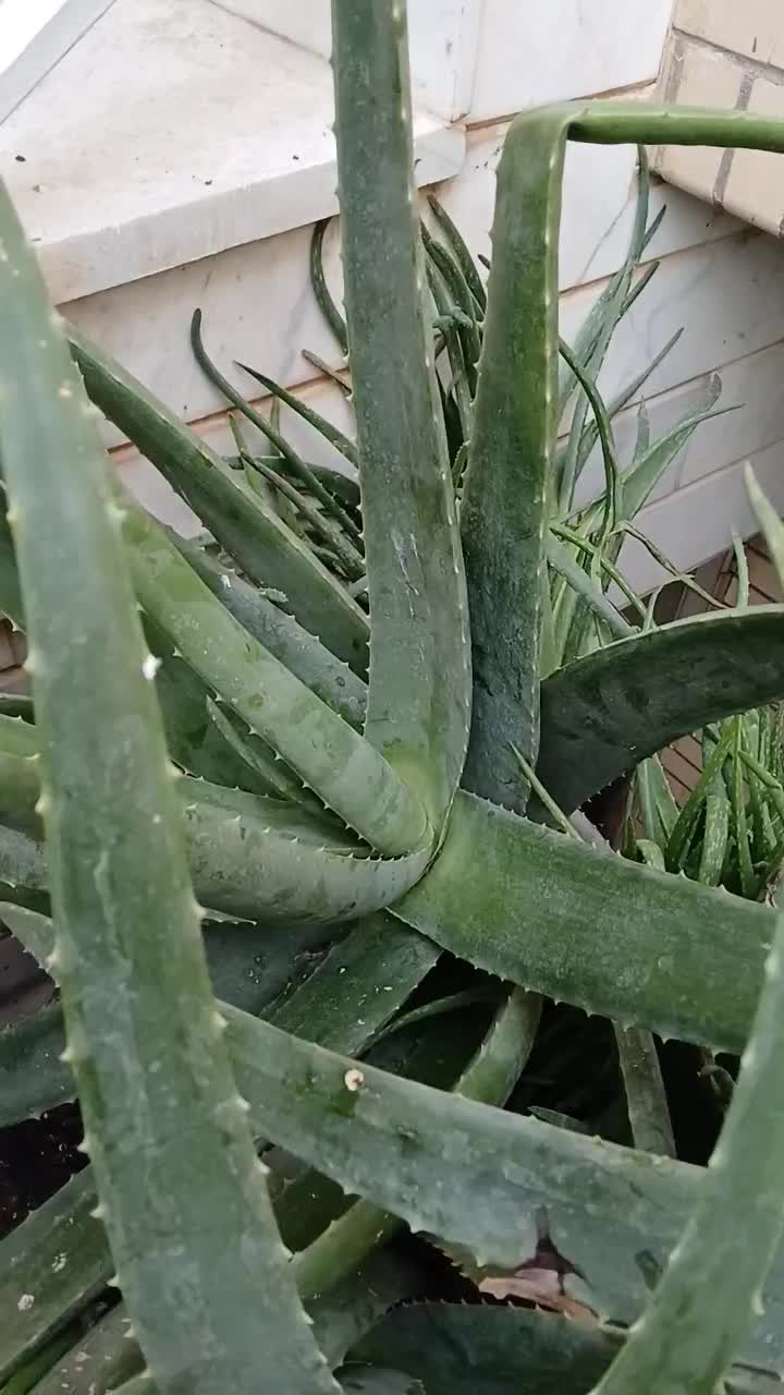 آلوئه ورا|گل و گیاه طبیعی|کاشان, فاز ۲ ناجی آباد|دیوار