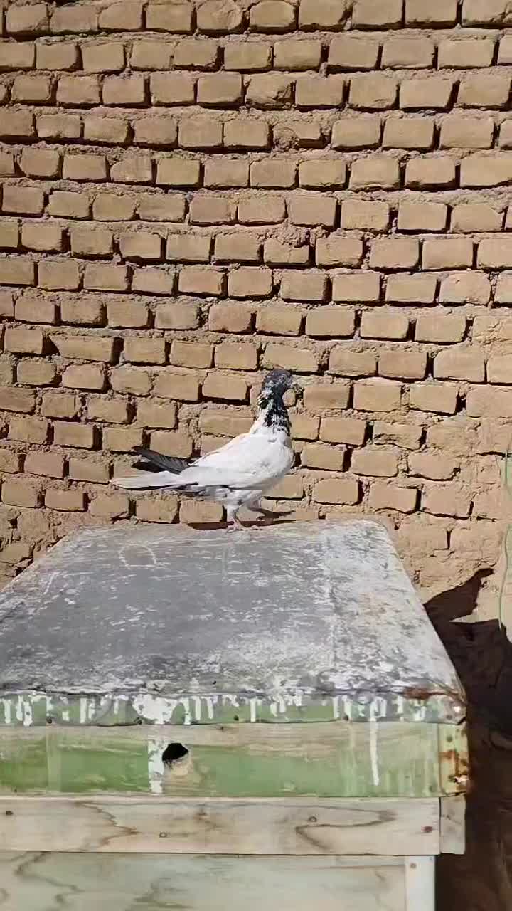 پاکستانی|پرنده|شاهرود, |دیوار