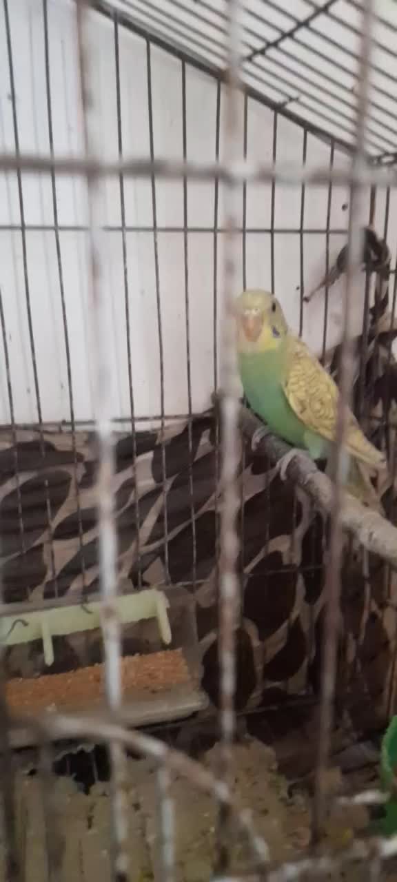 مرغ عشق ُسالم چلوندنی|پرنده|ساری, |دیوار