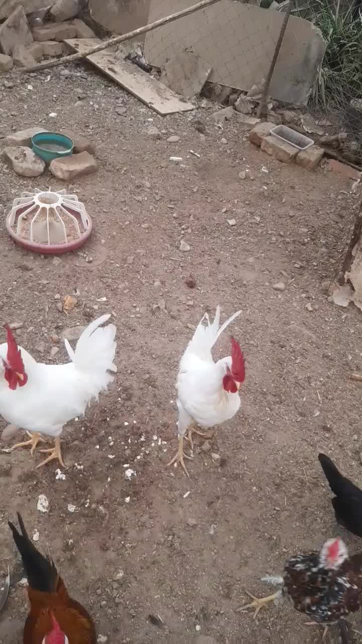 سه تا خروس سفید|حیوانات مزرعه|فردیس, شهرک ۱۱۰|دیوار