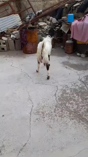 فروش|حیوانات مزرعه|آبدانان, |دیوار