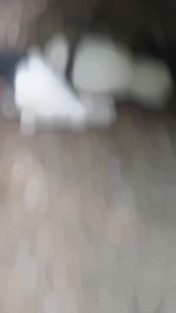 طوقی|پرنده|رادکان, |دیوار