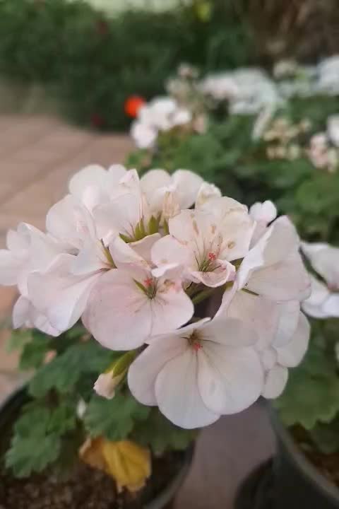 گلدان شمعدانی|گل و گیاه طبیعی|شاهرود, |دیوار