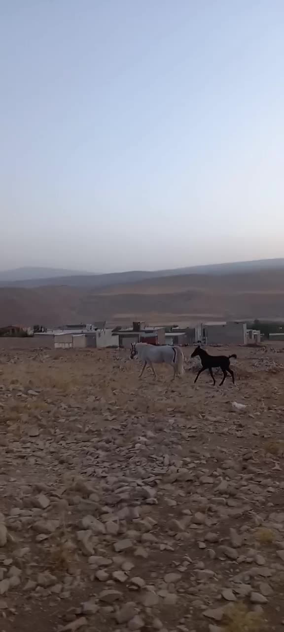 مادیون کورد|اسب و تجهیزات اسبسواری|ایلام, |دیوار