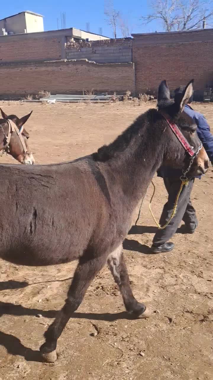 قاطر باری کوهستانی|حیوانات مزرعه|لاران, |دیوار