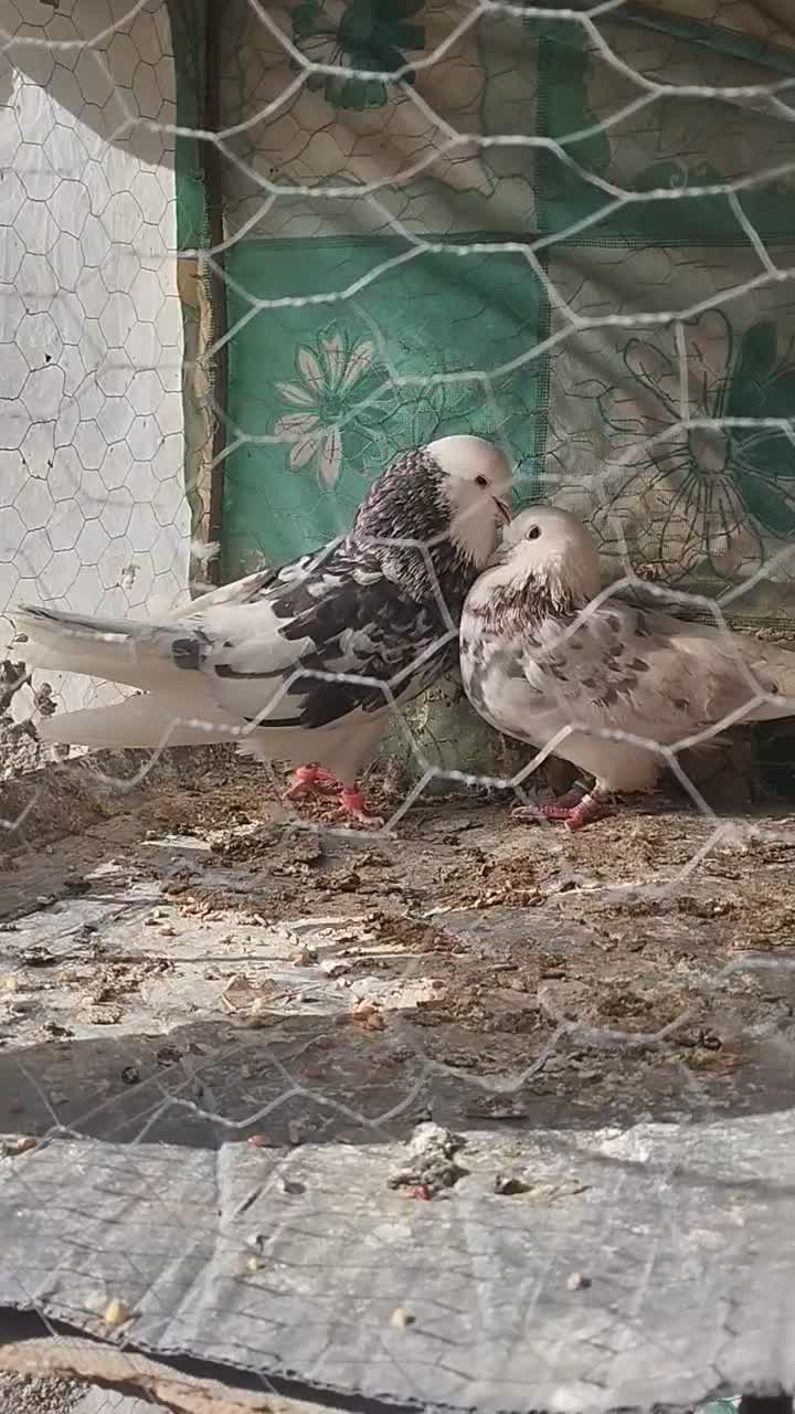 کبوتر|پرنده|بیرجند, |دیوار