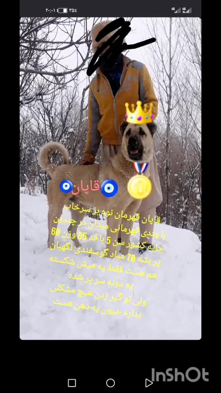 واگذاری سگ سرابی نر نوه بز سرخاب.. پژدرهم دارم|سگ|مشهد, میان ولایت|دیوار