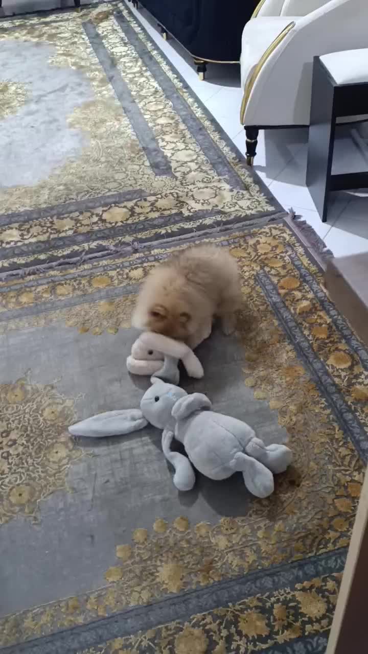 پامرین خرسی 3ماهه|سگ|تهران, تسلیحات|دیوار