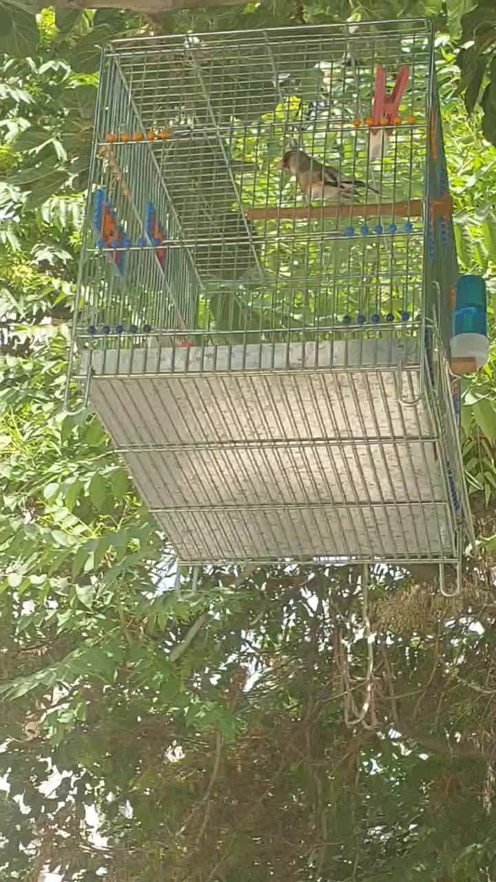 سهره|پرنده|مشهد, فرهنگیان (شهرک غرب)|دیوار