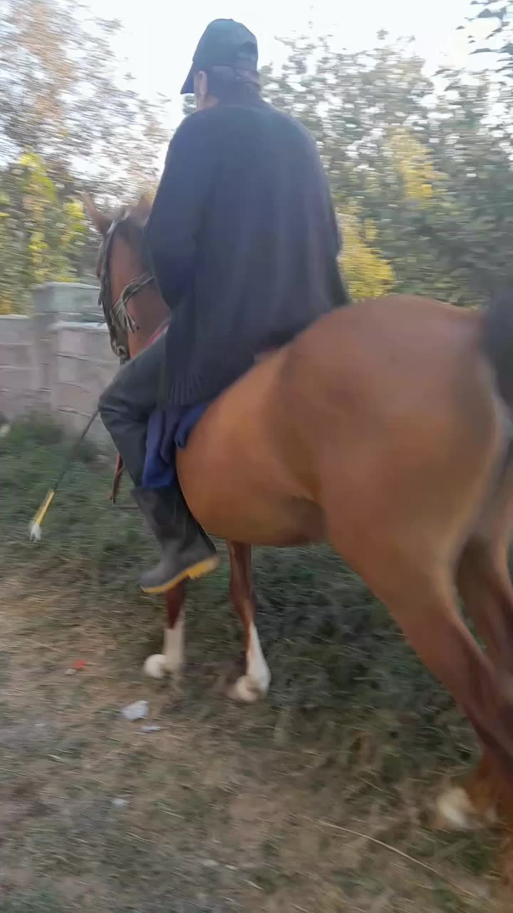 فروش مادیان کرد|اسب و تجهیزات اسبسواری|مشگین شهر, |دیوار