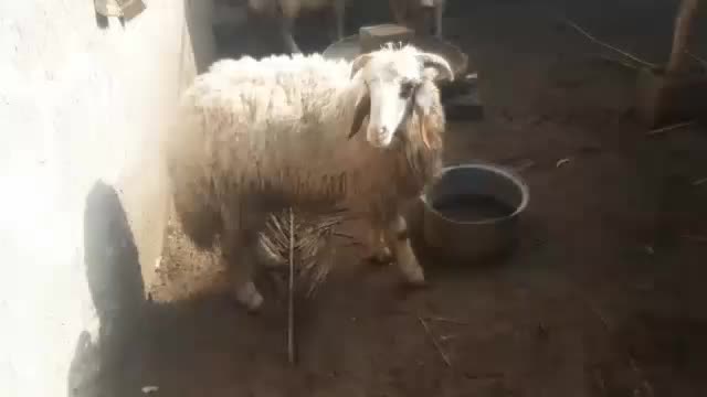 گوسفند|حیوانات مزرعه|کرخه, |دیوار