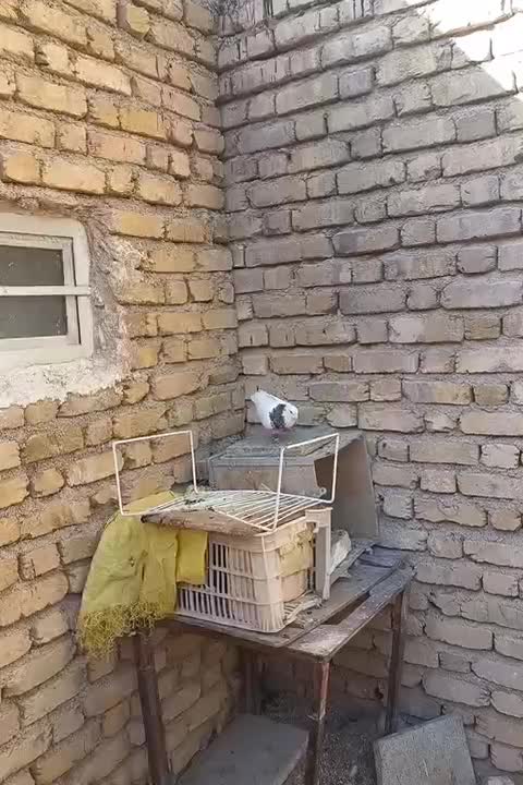 کبوتر طوقی شازده نر و ماده|پرنده|فیروزآباد (فارس), |دیوار