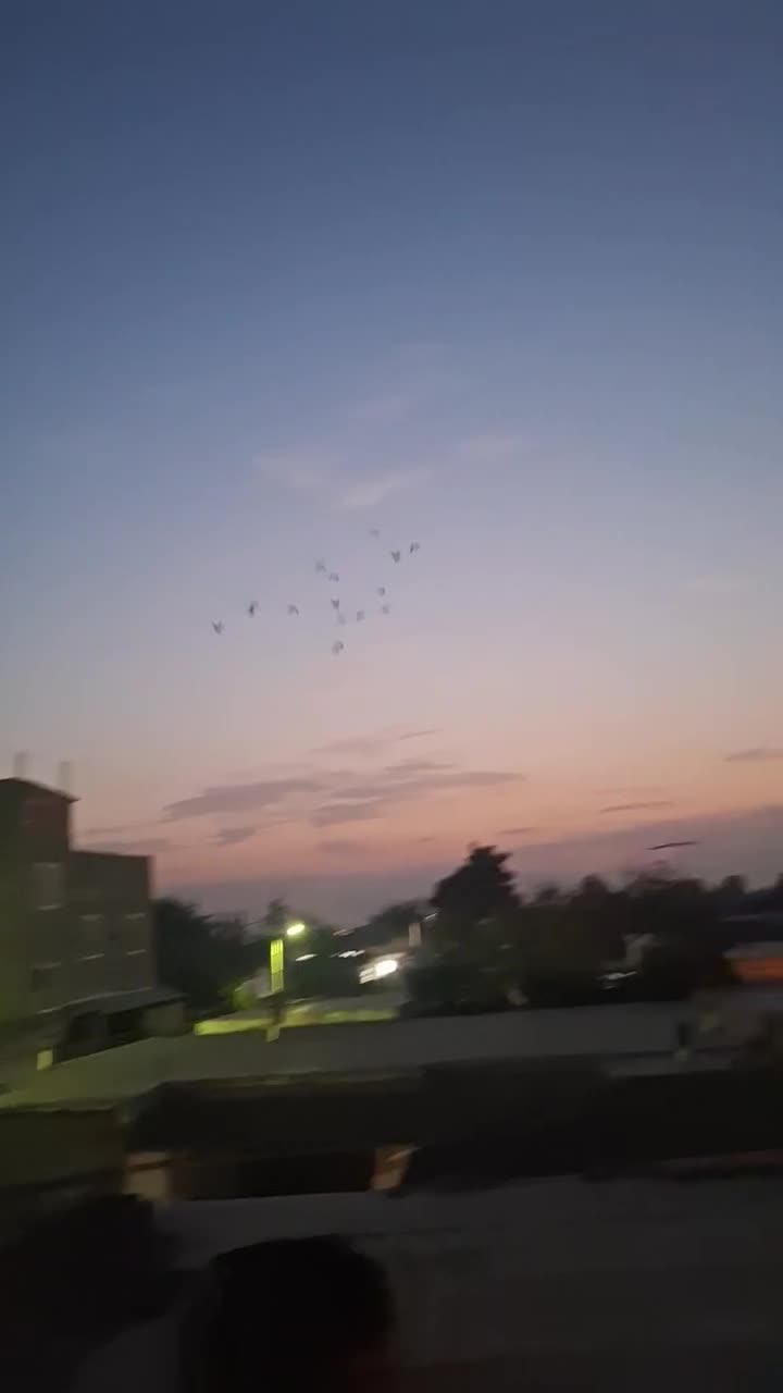 مگسی پلاکی|پرنده|مینودشت, |دیوار