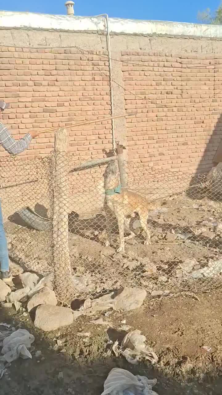 سگ نگهبان سرابی|سگ|اردبیل, |دیوار