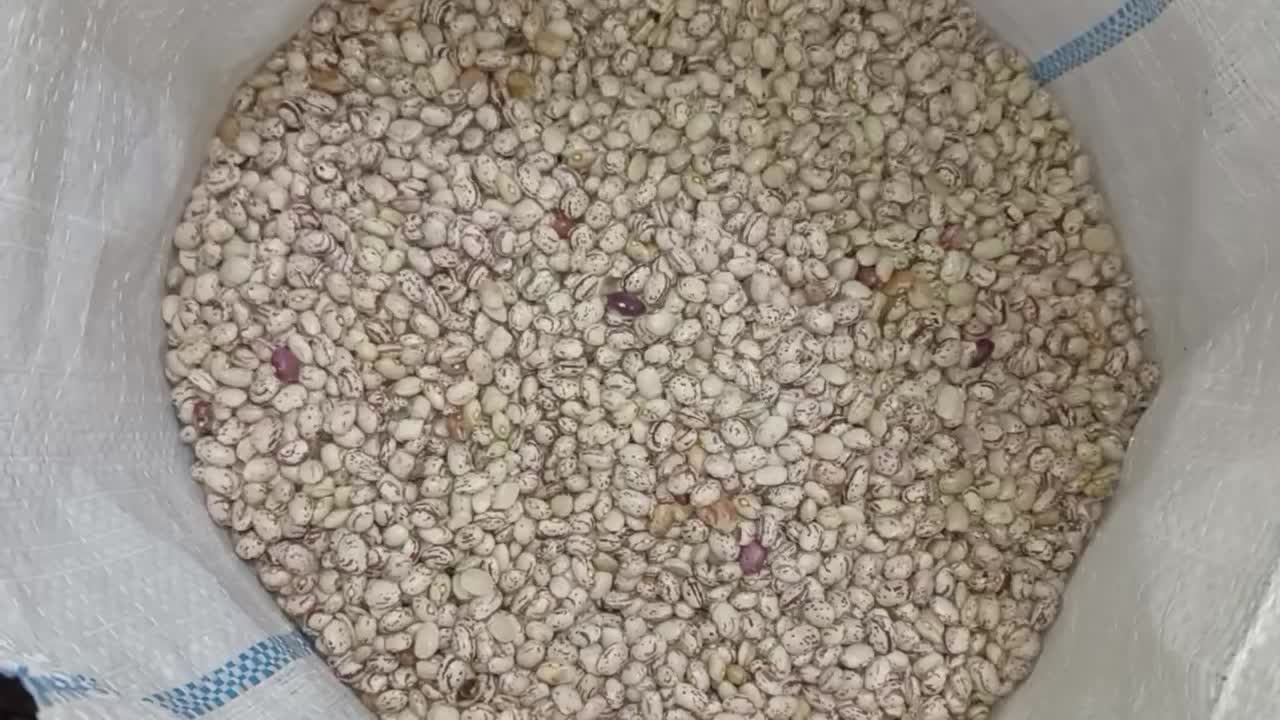 لوبیا چیتی سرحد|خوردنی و آشامیدنی|سده (فارس), |دیوار