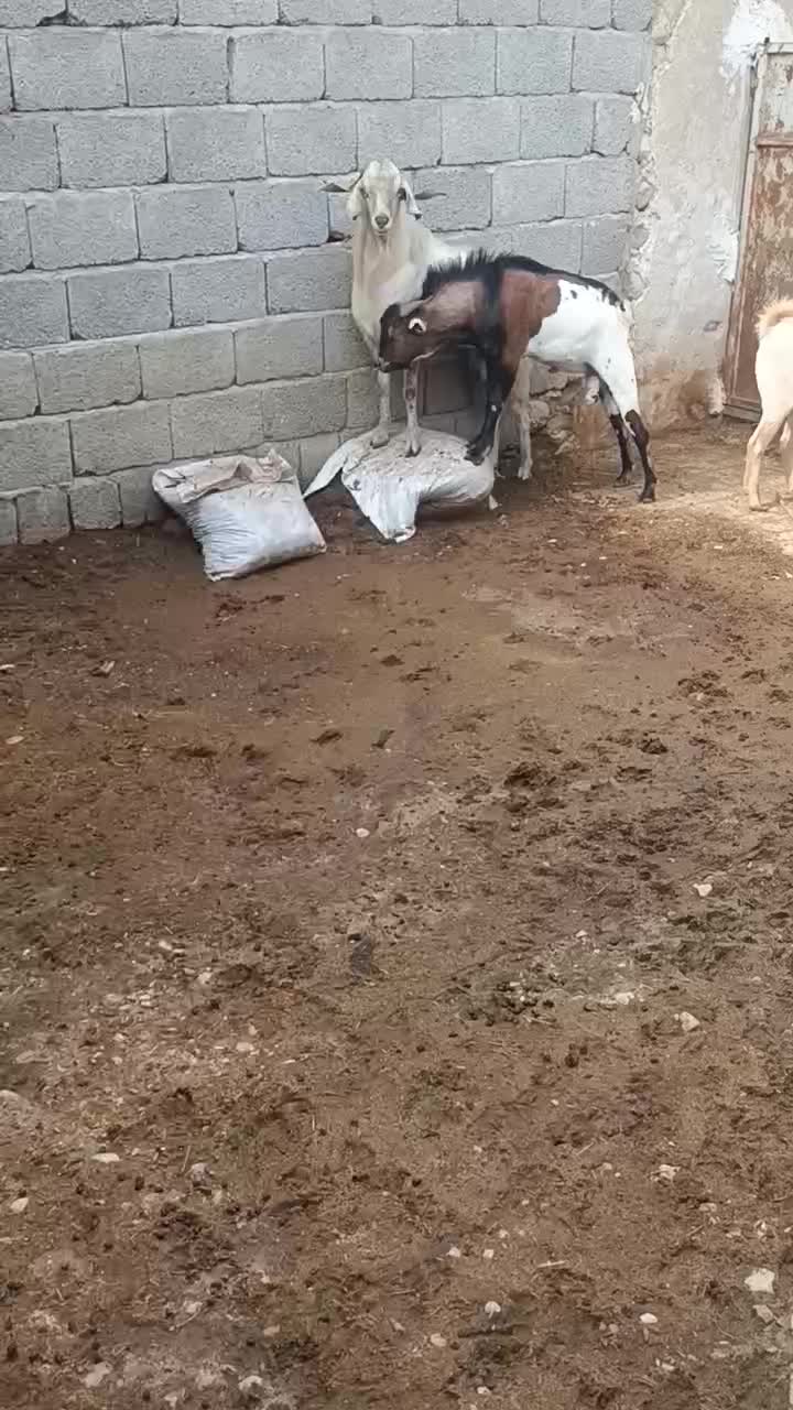 نری کهره نر مخصوص داشت وکشتن|حیوانات مزرعه|بستک, |دیوار