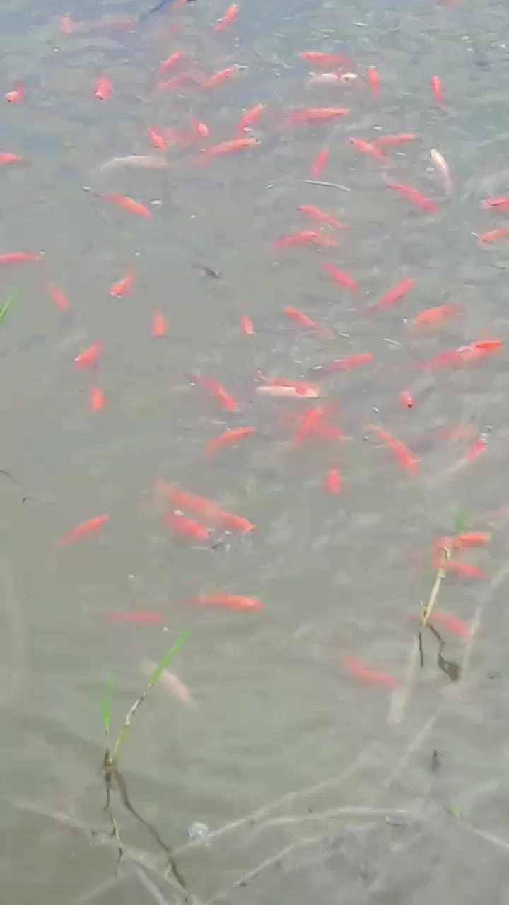 ماهی قرمز|ماهی|سنگر, |دیوار