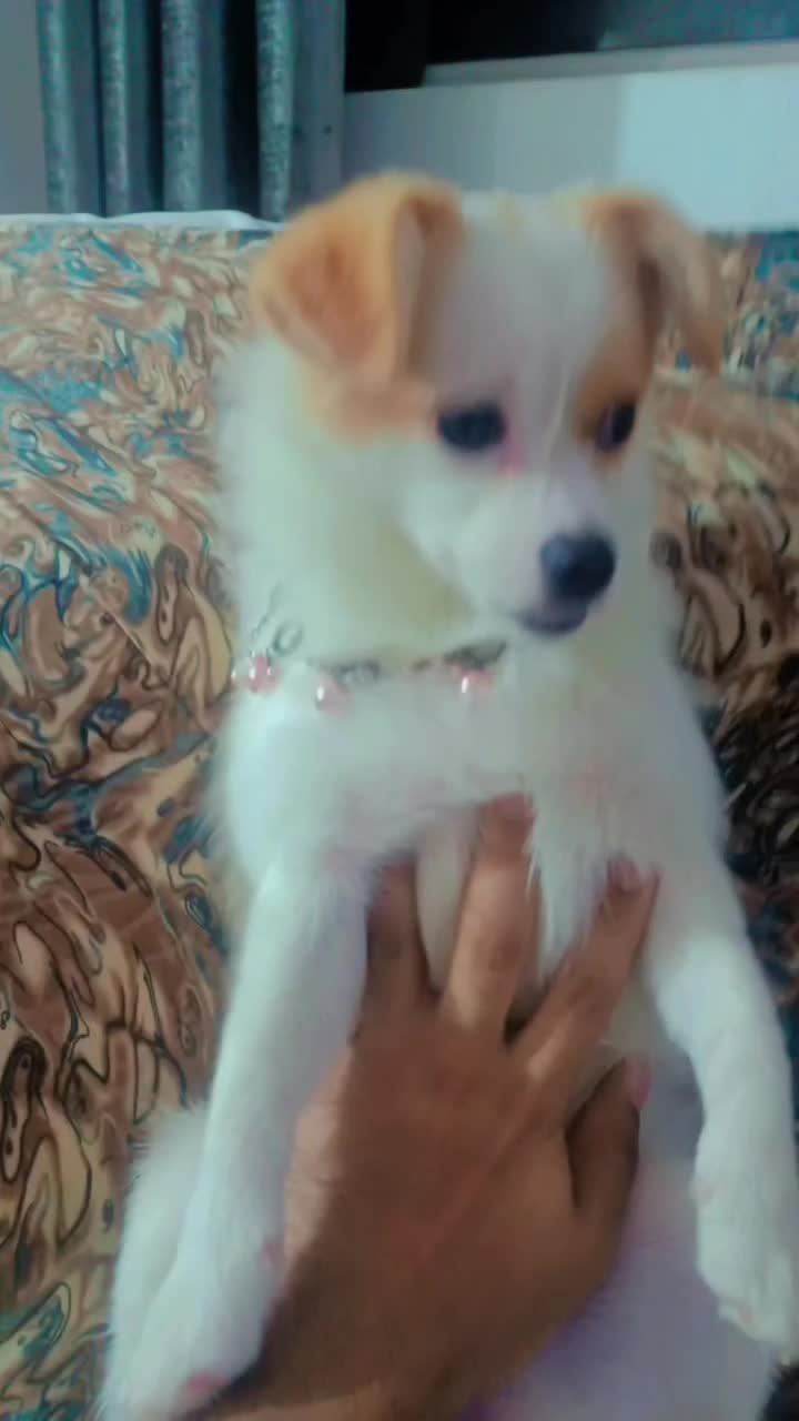 سگ پامرانین|سگ|گرگان, |دیوار