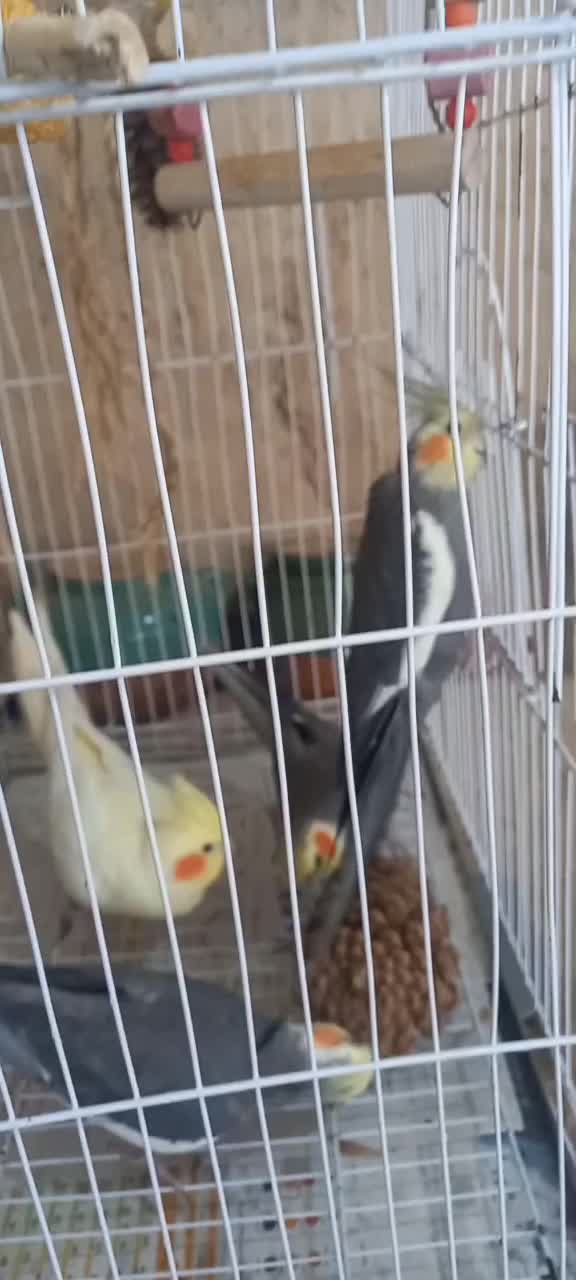 عروس هلندی|پرنده|رشت, جماران|دیوار