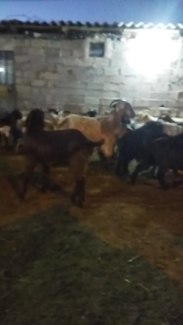 بزغاله|حیوانات مزرعه|اردبیل, |دیوار