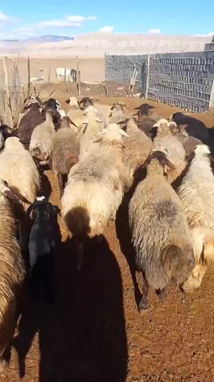 میش بره ابستن|حیوانات مزرعه|خرم‌آباد, |دیوار