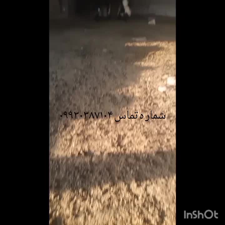 بره کوه|حیوانات مزرعه|گتوند, |دیوار